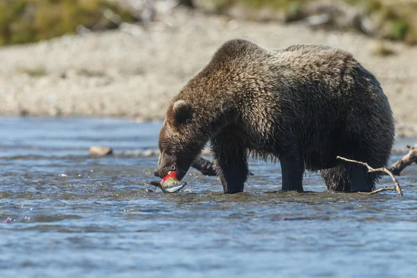 Björnen äter en lax — Stockfoto