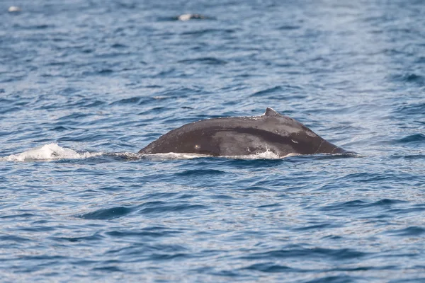 Humpback whale wildlife — Stock Photo, Image