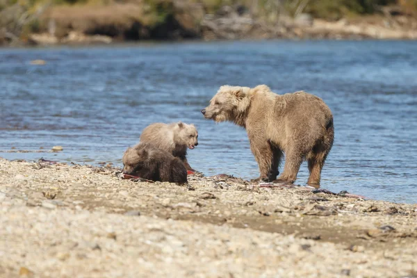 Niedźwiedzie brunatne w Katmai Alaska — Zdjęcie stockowe