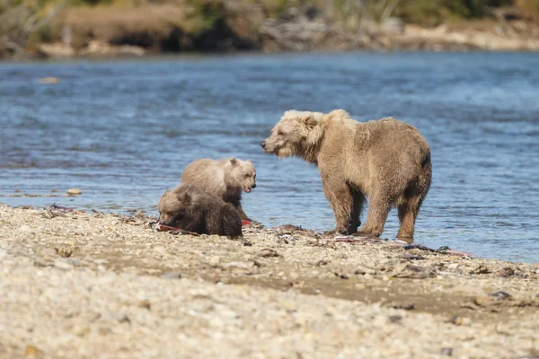 Ursos castanhos em Katmai Alaska — Fotografia de Stock