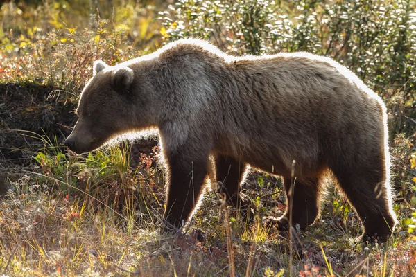 Grizzly juvenil no outono — Fotografia de Stock