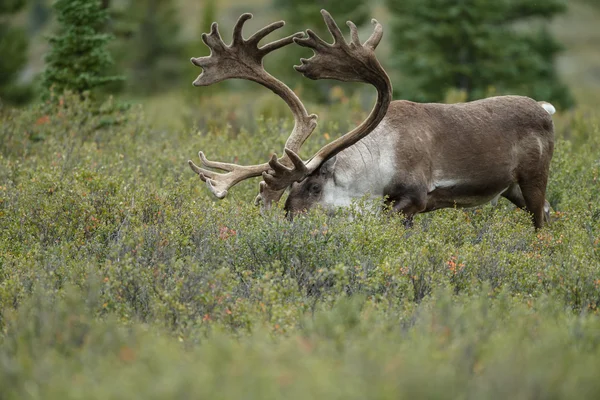 Red deer in mating season — Stock Photo, Image