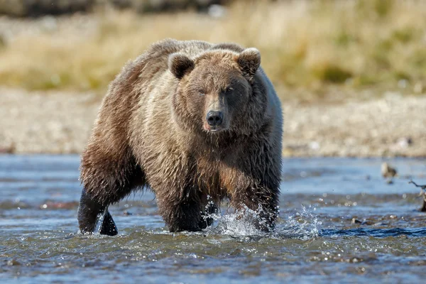 Grande urso marrom macho — Fotografia de Stock