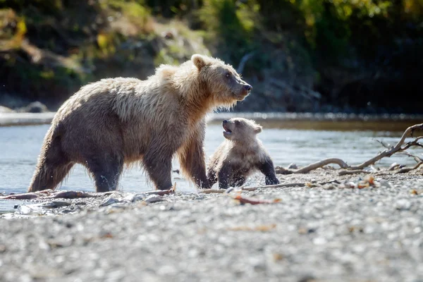 Brown bears at Katmai Alaska — Stock Photo, Image