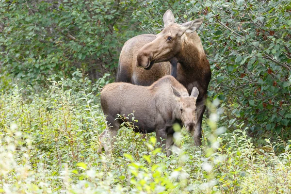 Mooses standing in nature