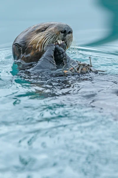 Морська видра, що плаває в океані . — стокове фото
