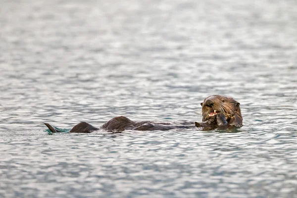 Nutria marina flotando en el océano . — Foto de Stock