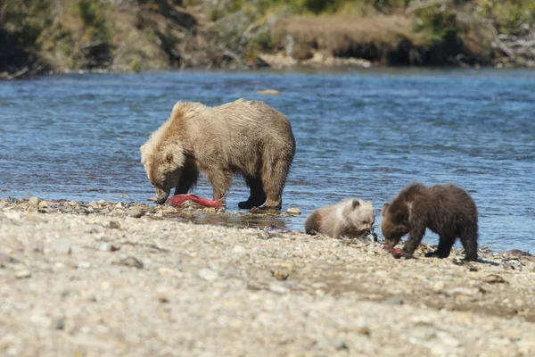 Niedźwiedzie brunatne w Katmai Alaska — Zdjęcie stockowe