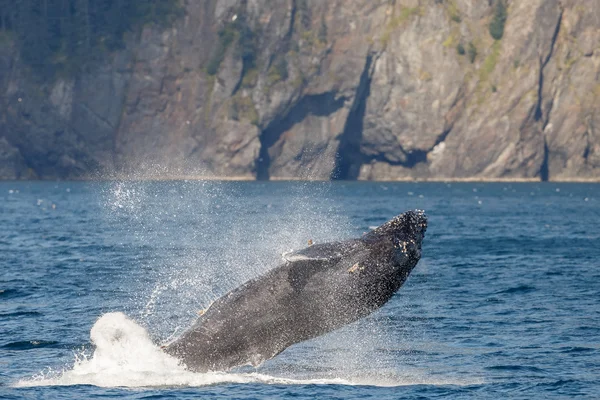 Ballena jorobada vida silvestre — Foto de Stock