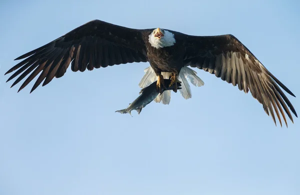 Bald eagle med en lax — Stockfoto