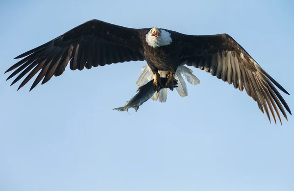 Kel kartal bir somon ile — Stok fotoğraf