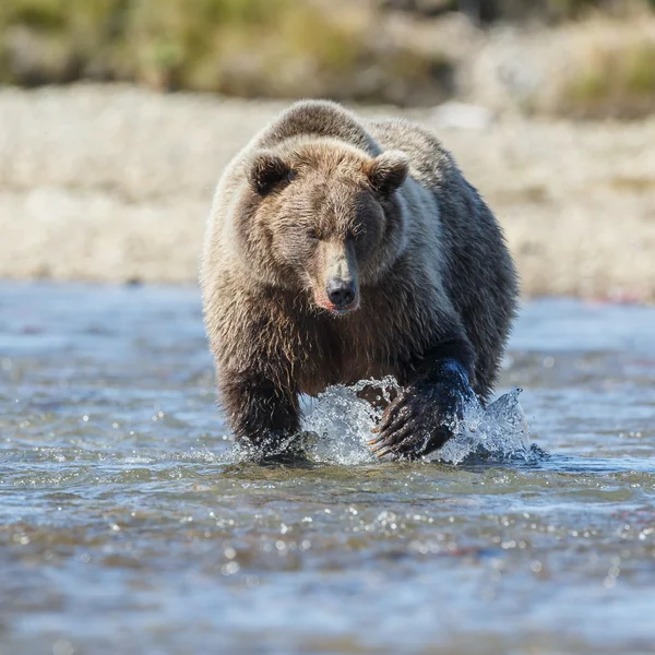 Urso castanho em Katmai Alaska — Fotografia de Stock