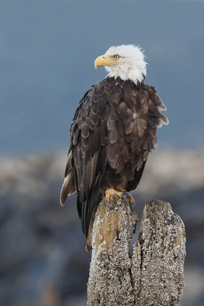 Aquila calva americana — Foto Stock