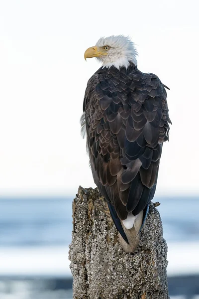 Amerikanischer Weißkopfseeadler — Stockfoto