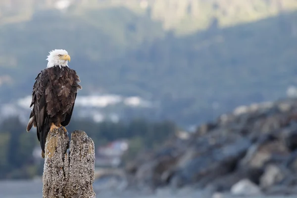 Aquila calva americana — Foto Stock