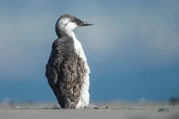 Guillemot comune Uria aalge — Foto Stock