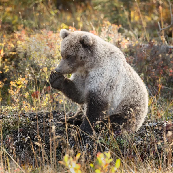 Juvenil Grizzly i höst — Stockfoto