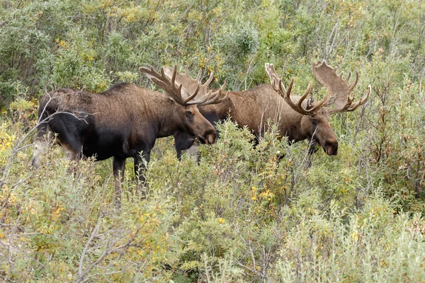 Moose touro na natureza — Fotografia de Stock