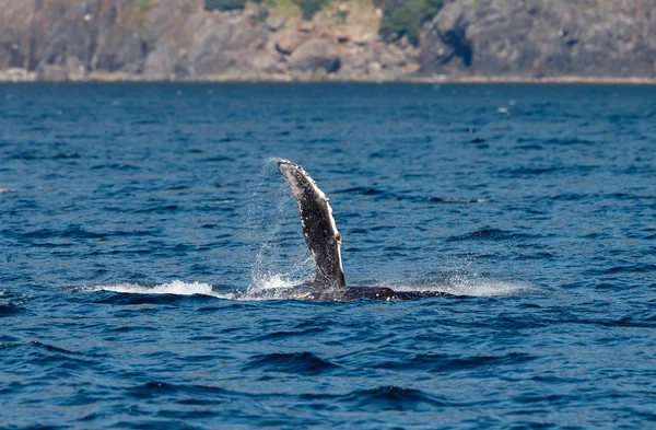 Ballena jorobada vida silvestre — Foto de Stock