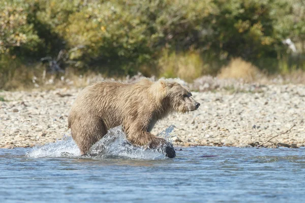 Urso marrom fêmea — Fotografia de Stock