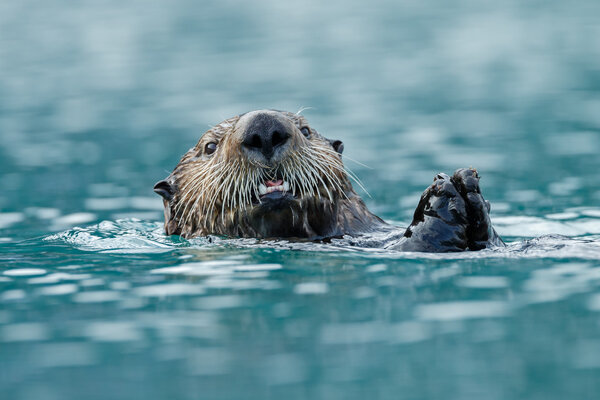 Sea otter floating in the ocean.