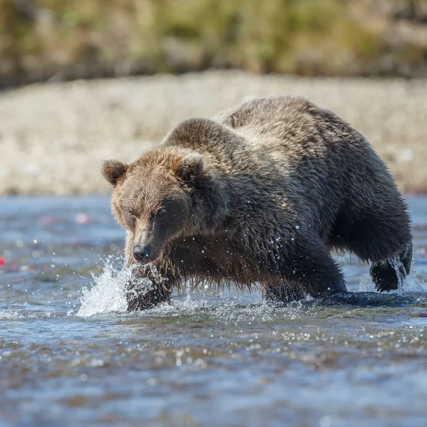 Oso pardo en Katmai Alaska —  Fotos de Stock