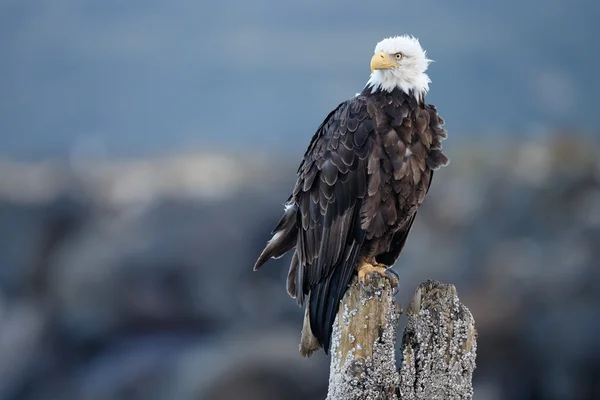 Aquila calva americana — Foto Stock