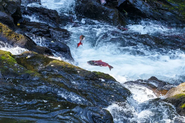 Salmons άλματα σε ένα ποτάμι — Φωτογραφία Αρχείου