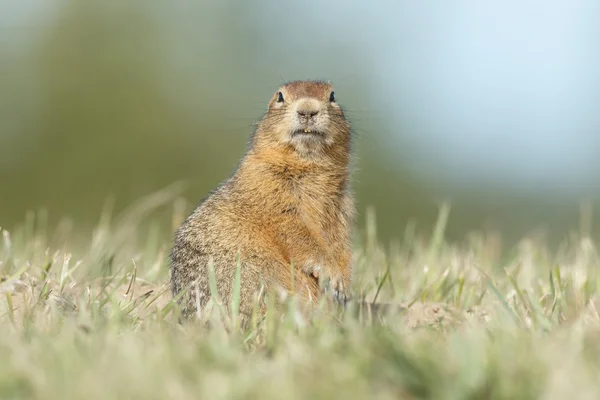 Arktisches Ziesel — Stockfoto