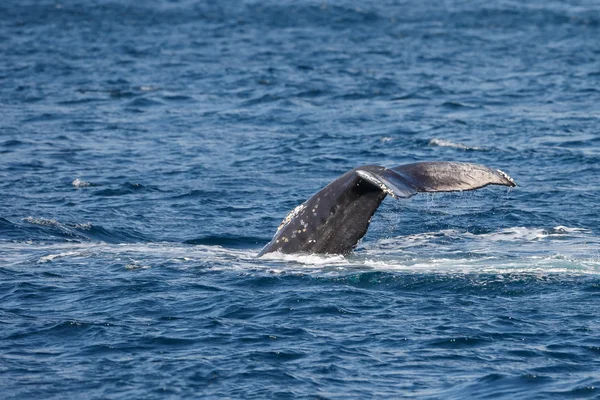 Humpback whale wildlife — Stock Photo, Image