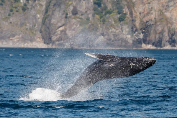 Humpback whale wildlife — Stock Photo, Image