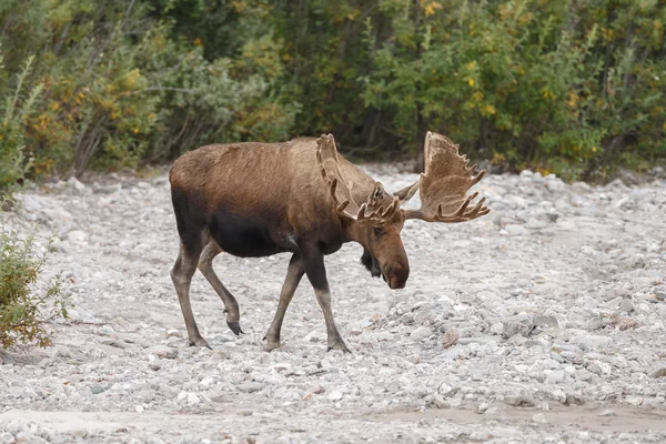 Moose bull in nature — Stock Photo, Image