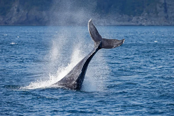 Καμπούρης φάλαινα άγριας ζωής — Φωτογραφία Αρχείου