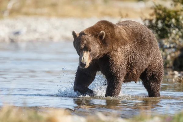 Grande urso marrom macho — Fotografia de Stock