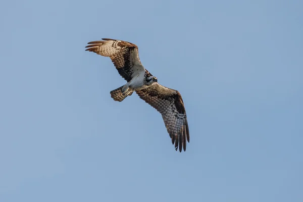 Fiskgjuse i flygning i morgonljuset — Stockfoto