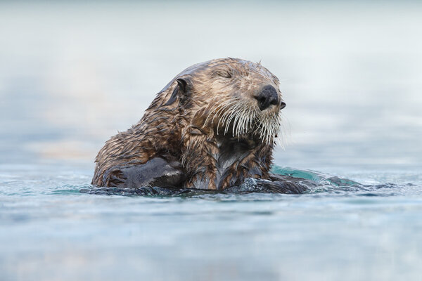 Sea otter floating in the ocean.