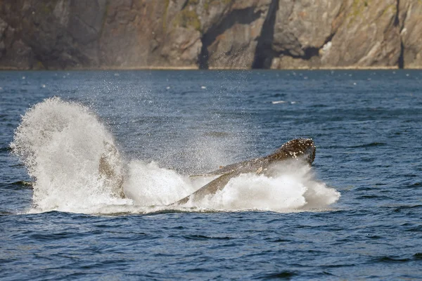 Humpback whale wildlife — Stock Photo, Image