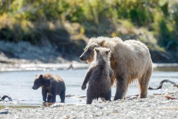 Braunbären bei katmai alaska — Stockfoto