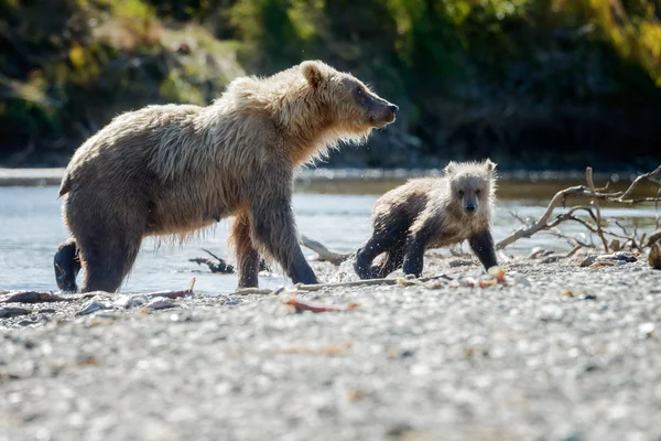 Ursos castanhos em Katmai Alaska — Fotografia de Stock