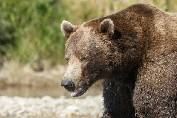 Grande urso marrom macho — Fotografia de Stock