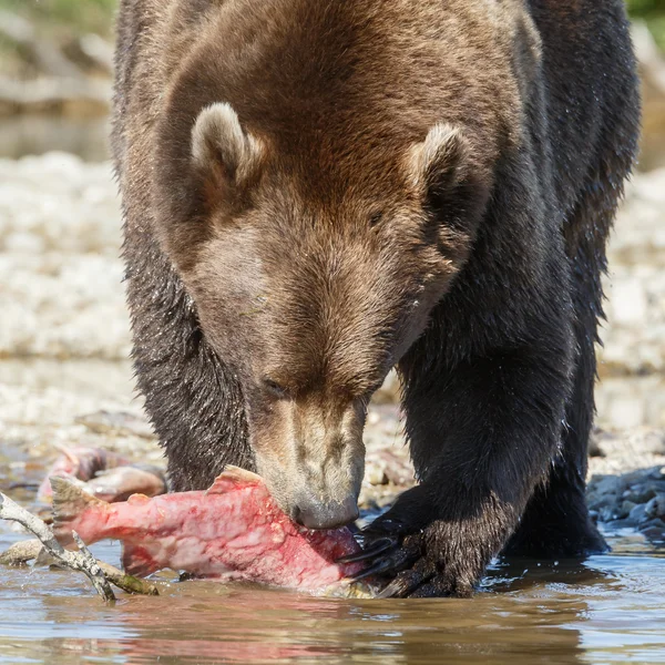 Bruine beer eten van een zalm — Stockfoto