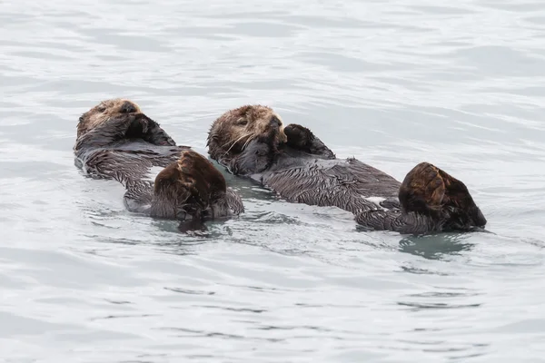Nutria Imagenes Fotos De Stock Libres De Derechos Depositphotos