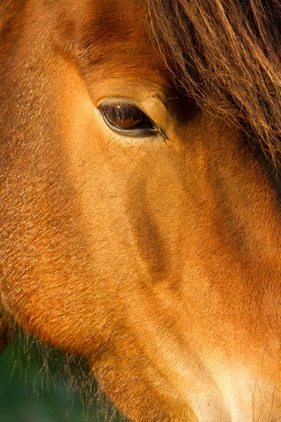 Islândia Cavalo na natureza — Fotografia de Stock