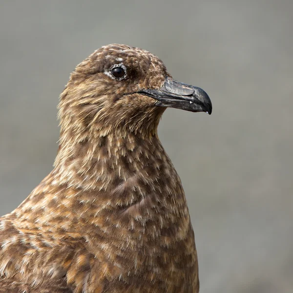 Águia Tawny - Pássaro selvagem africano — Fotografia de Stock