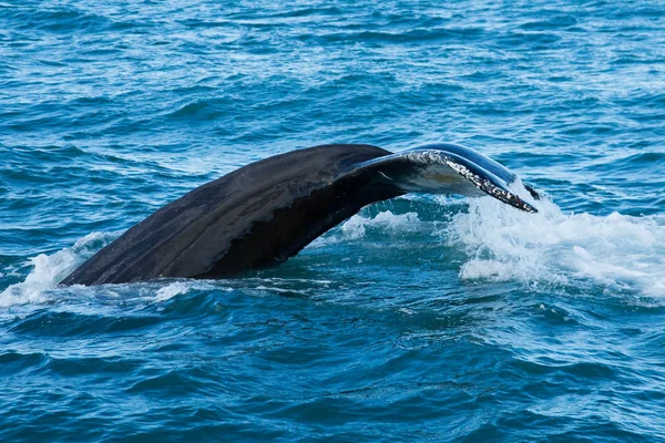 Ballena jorobada vida silvestre — Foto de Stock