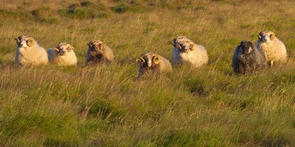 アイスランドの羊、動物 — ストック写真