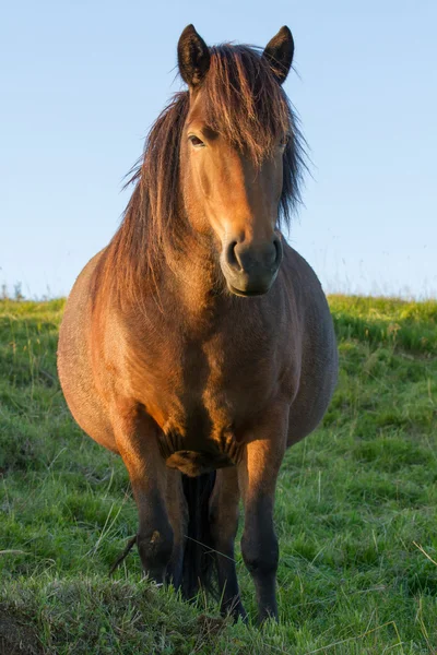 Islândia Cavalo na natureza — Fotografia de Stock