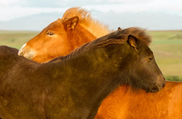 Konie Islandia natura — Zdjęcie stockowe