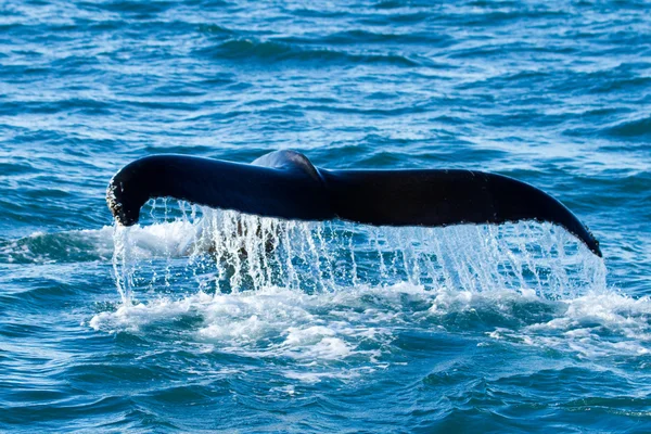 Whale tail at open sea — Stock Photo, Image