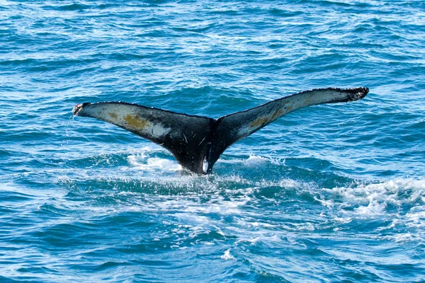ザトウクジラの野生動物 — ストック写真